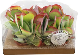 Flapjack Plant (Kalanchoe thyrsiflora) – 13cm Pot