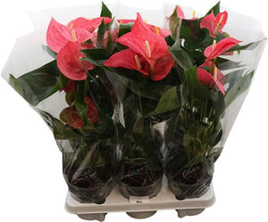 Pink Anthurium (Anthurium andraeanum) – 14cm Pot