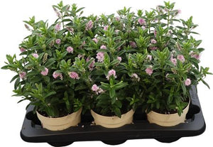 Hebe ‘Queen Riwaka’ – 15cm Pot, Approx. 30cm High
