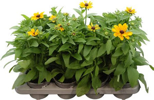 Rudbeckia fulgida – 13cm Pot, Approx. 30cm Height