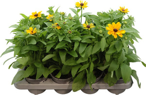 Rudbeckia fulgida – 13cm Pot, Approx. 30cm Height