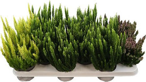 Mixed Calluna Heather – 9.5cm Pot, Approx. 20cm