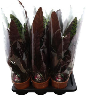 Calathea ‘Insigne’ Prayer Plant – 17cm Pot