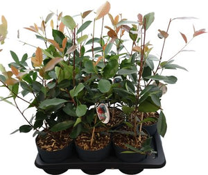 Red Robin Photinia (Photinia fraseri) – 17cm Pot, 60cm High