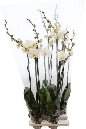 White Phalaenopsis Orchid – 15cm Pot, 100cm Tall