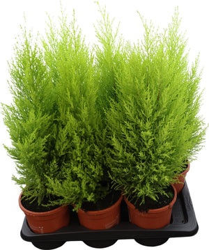 Goldcrest Monterey Cypress (Cupressus macrocarpa) – 17cm Pot