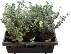 Emerald ‘n’ Gold Euonymus (Euonymus fortunei) – 19cm Pot