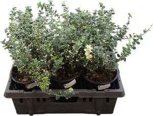 Emerald ‘n’ Gold Euonymus (Euonymus fortunei) – 19cm Pot