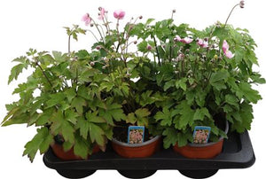 Japanese Anemone (Anemone hupehensis) – 17cm Pot