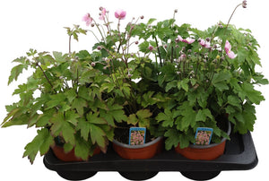 Japanese Anemone (Anemone hupehensis) – 17cm Pot