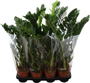 ZZ Plant (Zamioculcas zamiifolia) – 14cm Pot