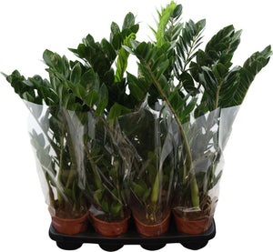 ZZ Plant (Zamioculcas zamiifolia) – 14cm Pot