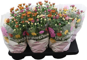 Mixed Chrysanthemum (Chrysanthemum indicum) – 15cm Pot