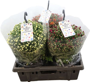 Mixed Chrysanthemum Garden Plant – 23cm Pot