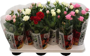Mixed Rose Houseplant (Rosa) – 10.5cm Pot