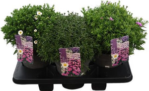Purple Aster ‘Alpha Gem’ – 19cm Pot