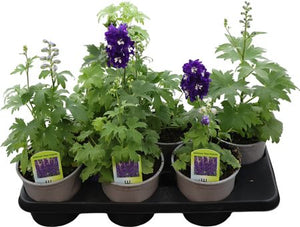 Delphinium 'Magic Fountain' – 15cm Pot