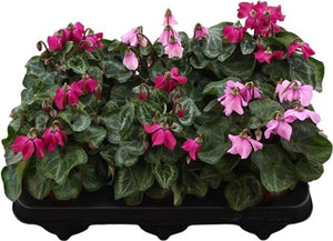Pink Small-Flowered Cyclamen persicum – 10.5cm Pot
