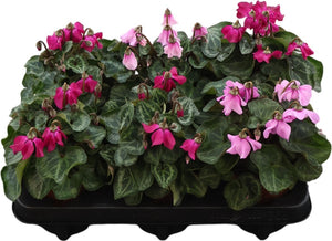 Pink Small-Flowered Cyclamen persicum – 10.5cm Pot