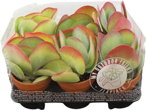 Paddle Plant (Kalanchoe thyrsiflora) – 13cm Pot