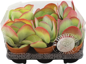Paddle Plant (Kalanchoe thyrsiflora) – 13cm Pot