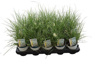 Pennisetum ‘Little Honey’ Ornamental Grass – 10.5cm Pot