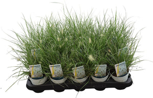 Pennisetum ‘Little Honey’ Ornamental Grass – 10.5cm Pot