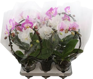 Mixed Phalaenopsis Orchid – 2 Stem, 12cm Pot