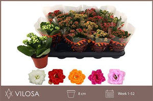 Mixed Kalanchoe Double – 8cm Pot