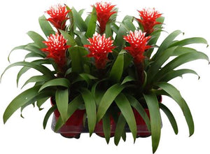Guzmania ‘Hope’ Bromeliad – 13cm Pot