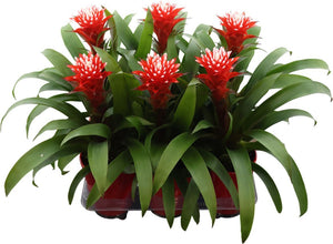 Guzmania ‘Hope’ Bromeliad – 13cm Pot