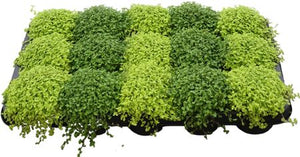 Baby’s Tears Plant (Soleirolia soleirolii) – 9cm Pot
