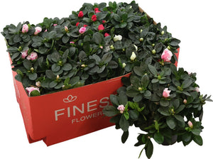 Mixed Rhododendron Azalea (Rhododendron simsii) – 13cm Pot