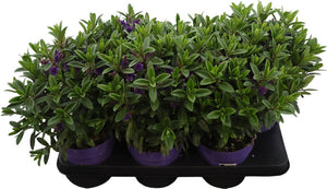 Hebe ‘Kara Lilac Kiwi’ – 15cm Pot, 40cm High