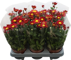 Red Chrysanthemum Cut Flowers – 6 Stems