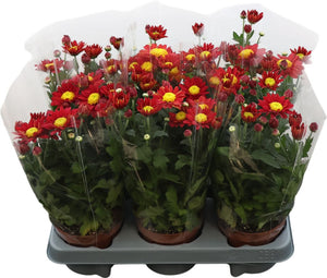 Red Chrysanthemum Cut Flowers – 6 Stems