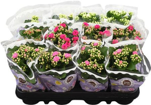 Double-Flowered Kalanchoe Mix – 9cm Pot