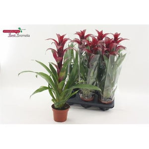 Burgundy Guzmania Houseplant – 12cm Pot, 55cm Tall