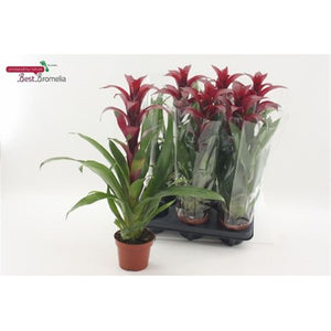 Burgundy Guzmania Houseplant – 12cm Pot, 55cm Tall