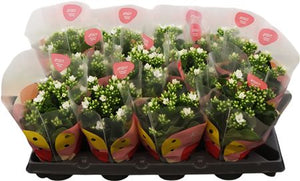 White Kalanchoe – 10.5cm Pot, 22cm High