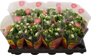 White Kalanchoe – 10.5cm Pot, 22cm High