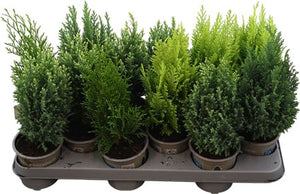 Mixed Conifers – 10.5cm Pot, Approx. 29cm High