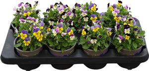 Viola ‘Nice’ (Viola cornuta Group) – 12cm Pot