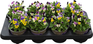 Viola ‘Nice’ (Viola cornuta Group) – 12cm Pot