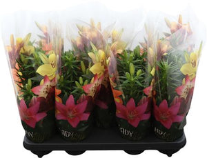 Asiatic Lily ‘Tiny Invader’ – 13cm Pot