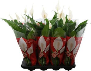 White Peace Lily (Spathiphyllum) – 13cm Pot, 65cm