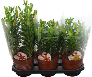 Mixed Asiatic Lily – 19cm Pot, Approx. 40cm High