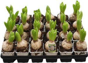 White Hyacinth (Hyacinthus orientalis) – 7cm Pot