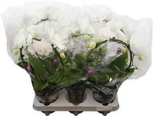 White Phalaenopsis Orchid – 2 Stem, 12cm Pot
