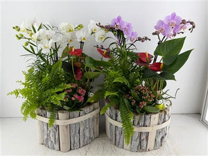 Round Beechwood Plant Arrangement – Mixed Colour